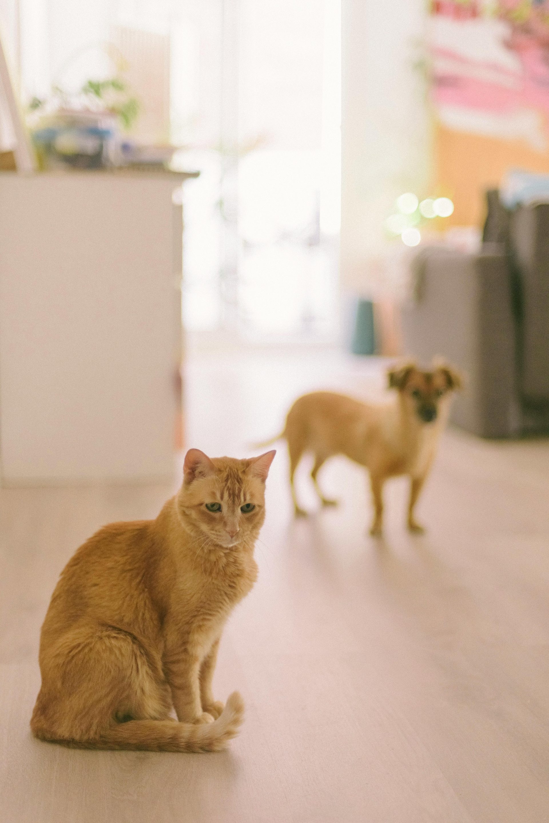 A cute cat and dog indoors in a cozy and warm home environment, creating a playful and family-friendly atmosphere.