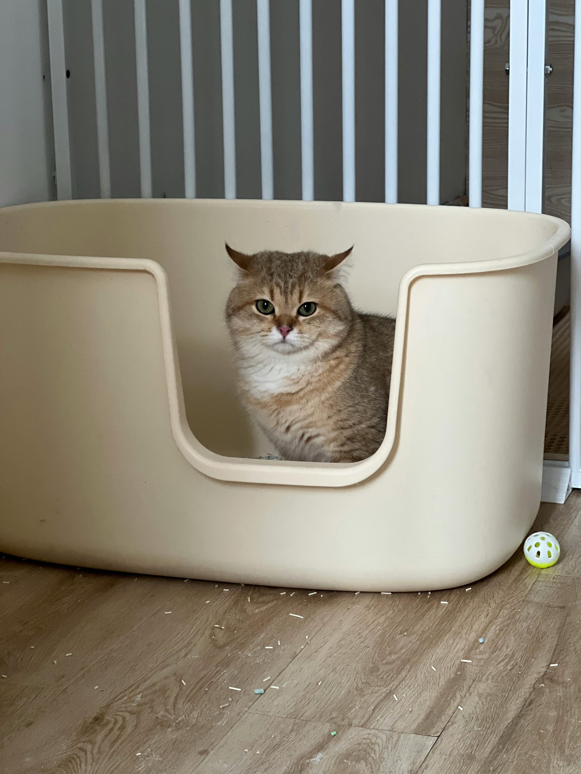 Cute cat sitting comfortably in a beige indoor box with toy.