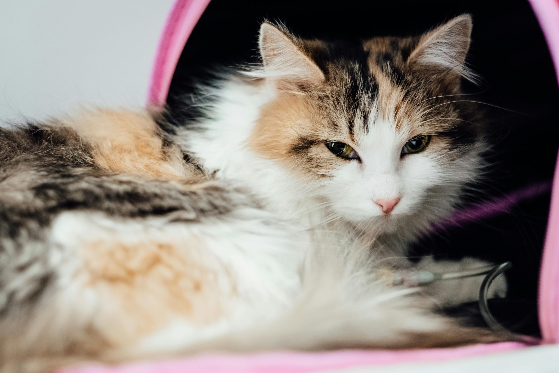 A close-up of a tabby cat receiving IV therapy at a pet clinic. Ideal for veterinary care themes.