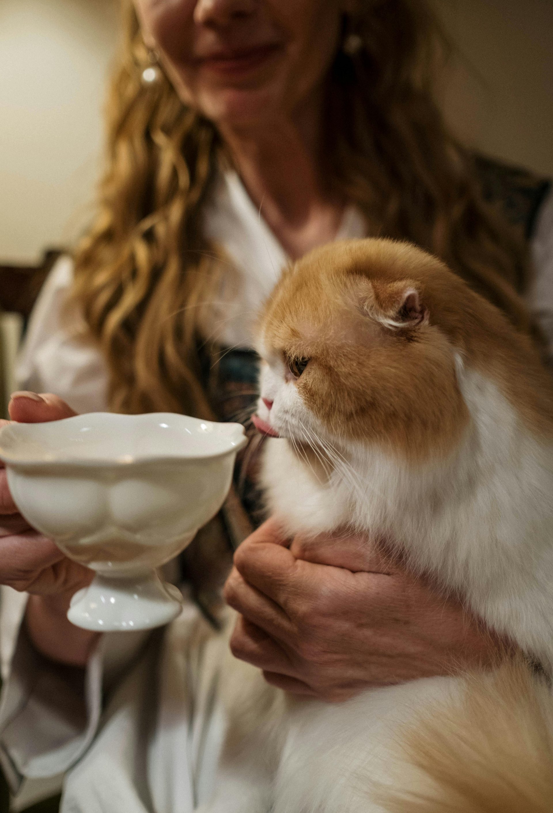 Adorable Scottish Fold cat licking milk from a cup, held by a woman indoors.