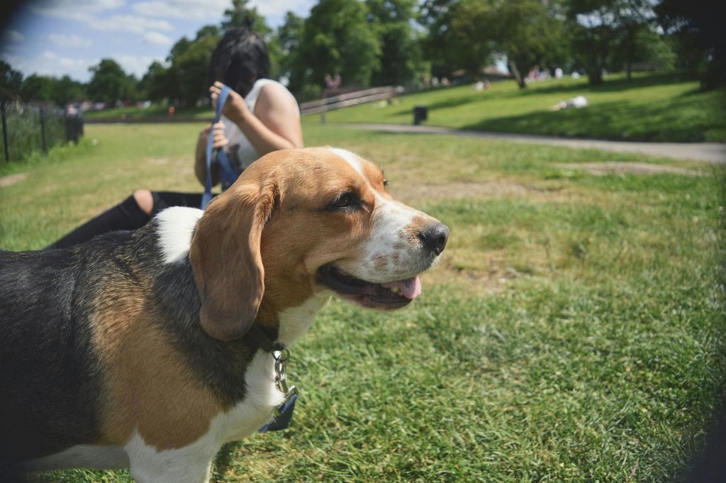 Beagle dog with owner enjoying a sunny day in a lush green park.